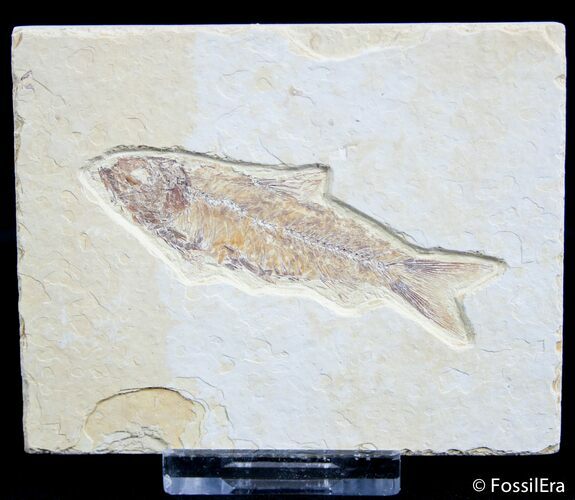 / Inch Knightia Fossil Fish #2569